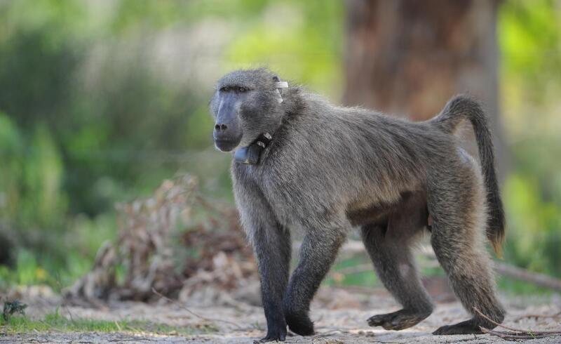 Residents oppose rates hike for baboon plan - Constantiaberg Bulletin